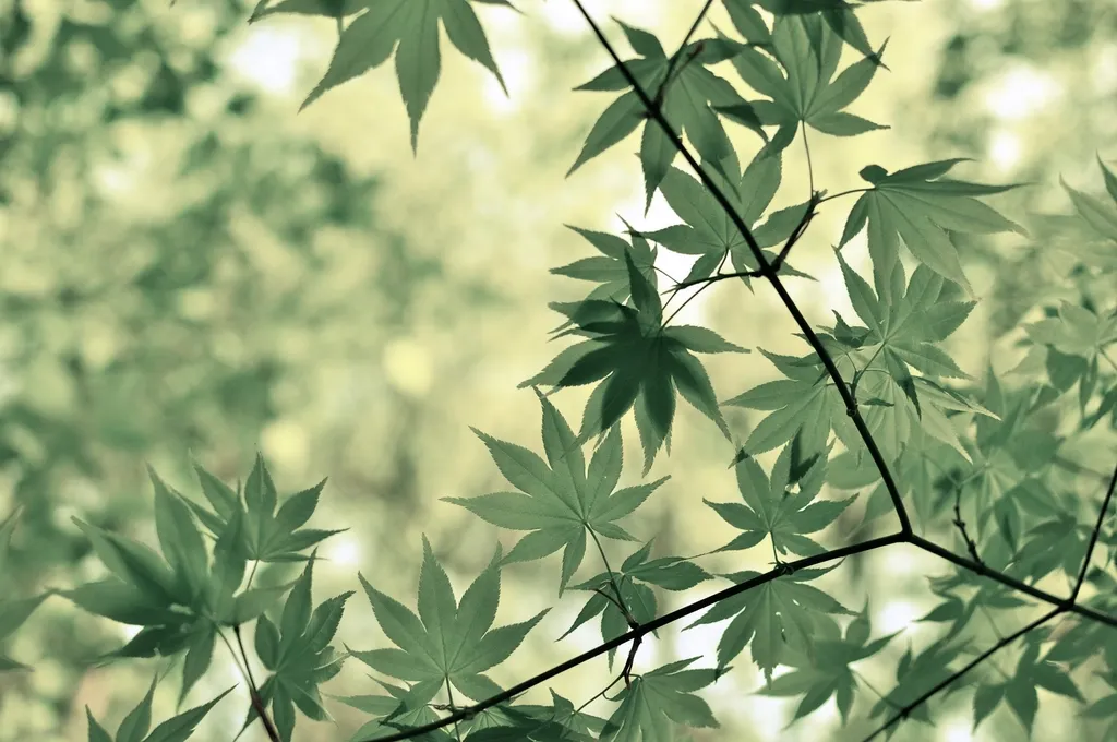 The soft green leaves of a Japanese maple in gentle light
